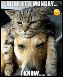 A cat draped over a dog’s head saying the words Dude, it’s Monday and the dog saying I know. 
