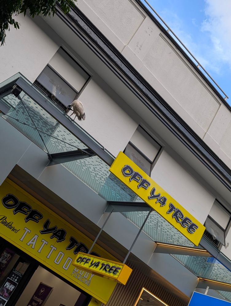 An angled photo shot up from the ground so that you can see the shop's awning and the blue sky above. The shop signage is in a bold yellow with black writing and says "off ya tree" and "tattoo". Grooming lazily on the awning is an Ibis also known as the bin chicken. It's neck and head are bent over and it is nibbling at the feathers at the top of its legs.