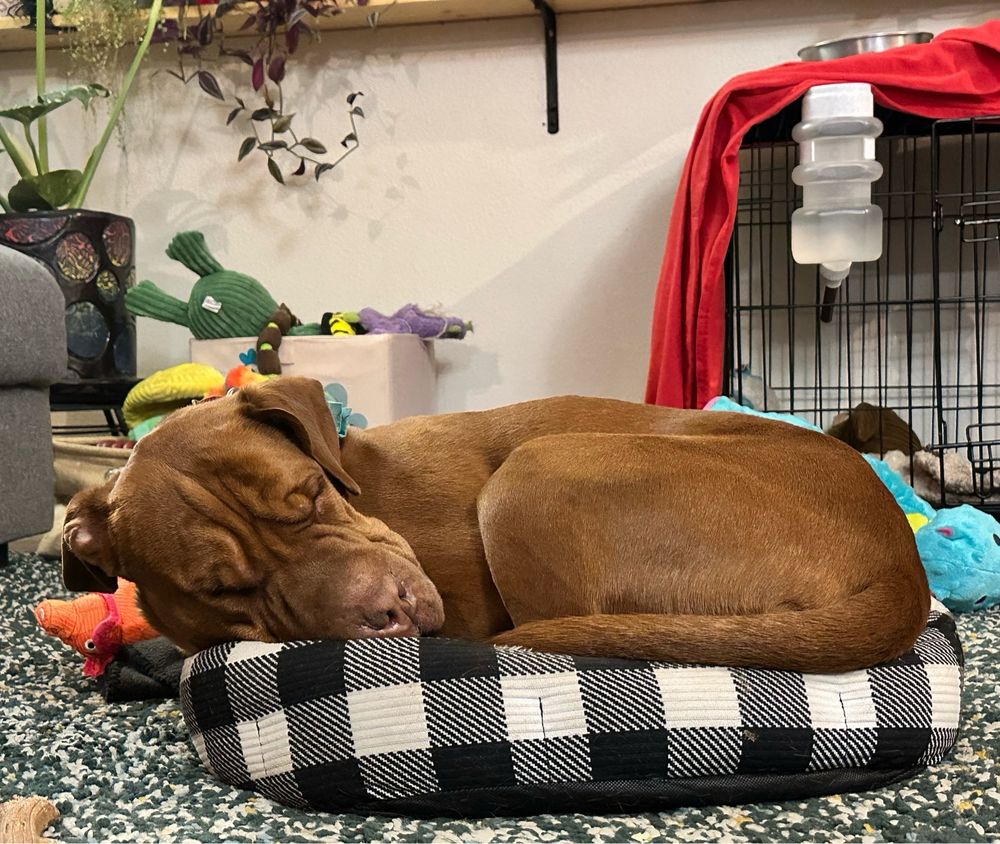 Side-laying sleeping pup. Same red 55# chow pit mix. He’s curled up in his black and white checkered bed. Kennel and toys in the background. 