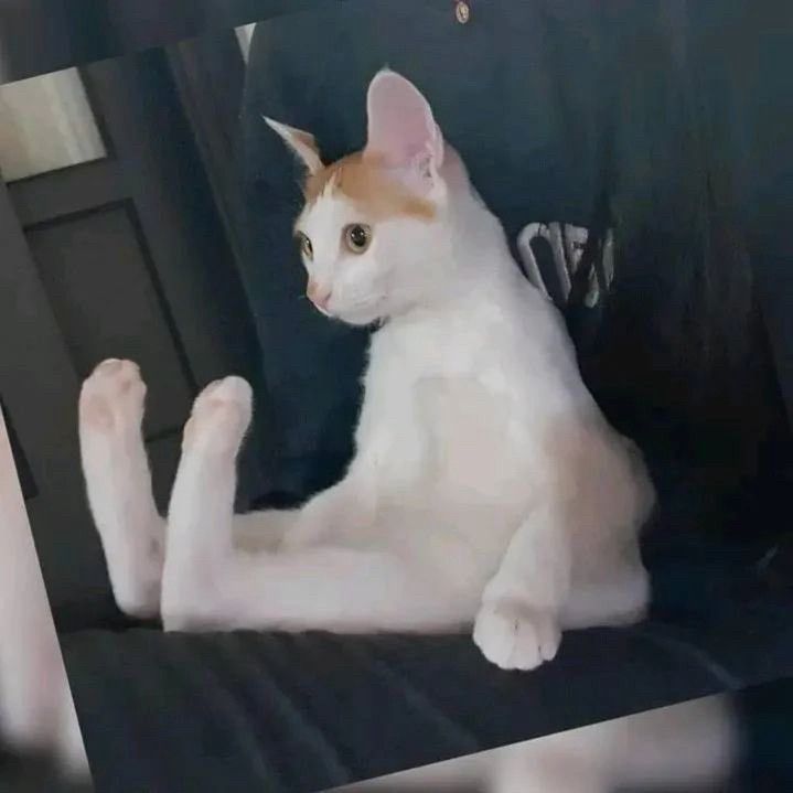 A photograph of a white cat with a ginger stripe across its forehead sitting up like a human with its front paws limp at its sides, staring vacantly into space.