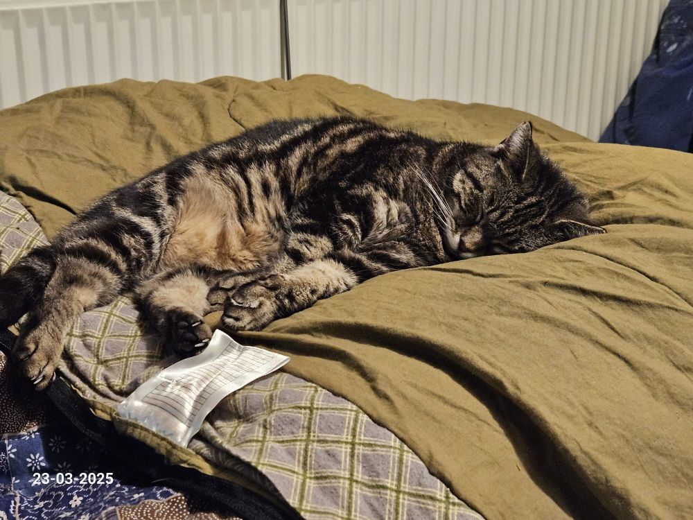 Minous, onze poes van 22 jaren oud, slaapt op mijn voeten.