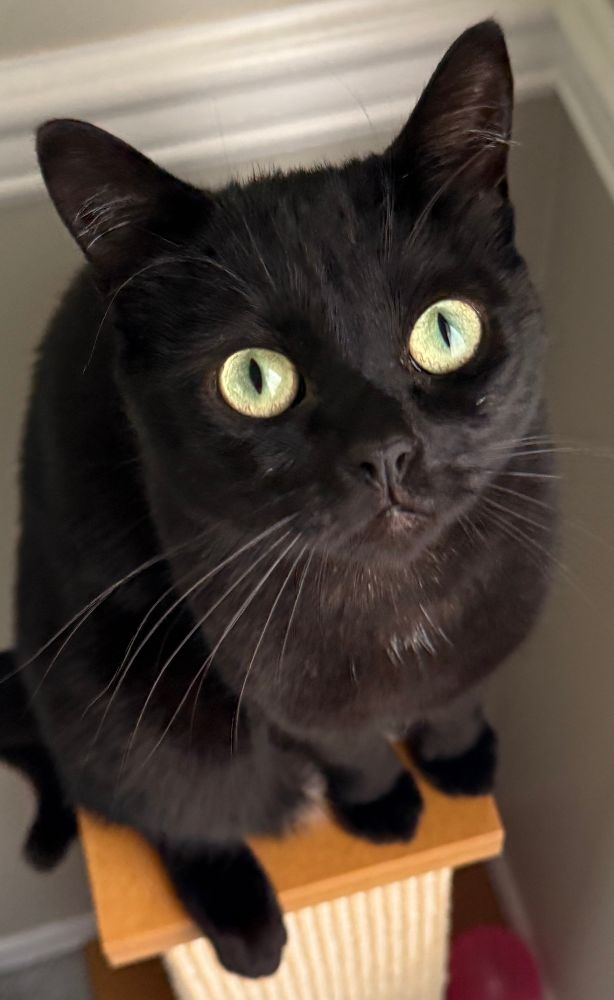 A black cat with big yellow eyes named Luna