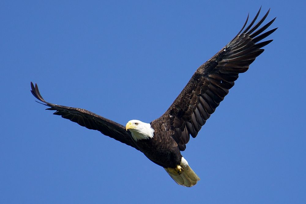 Finally weather cooperated and I got out to our closest state park.

It was pretty quiet, and the lake was still like a mirror.

I managed to get some okay shots of an eagle flying past me.

Hoping everyone is healthy and happy!

Adult bald eagles are easily recognizable by their white heads and tails, contrasting with their dark brown or blackish-brown bodies. They have a bright yellow bill and feet, and are typically large, with a wingspan of about 7 feet. Females are generally larger than males. 