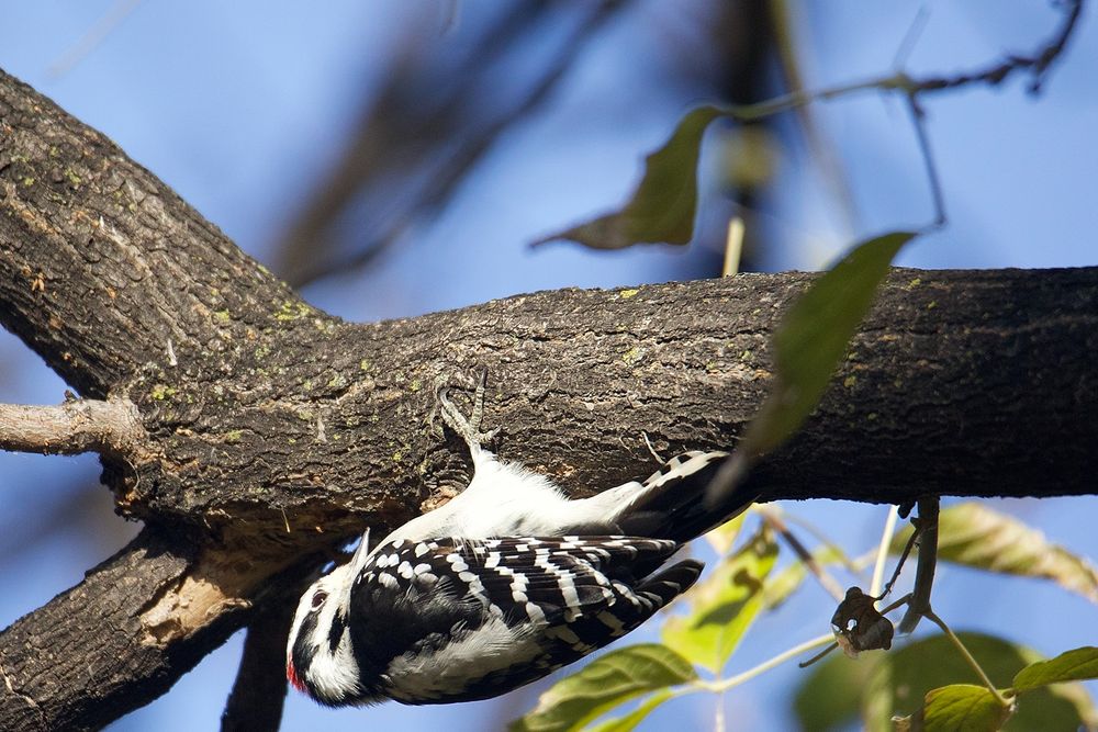 I keep achieving self imposed goals for nature photography.

I have many crapy photos of Downy Woodpeckers, yesterday I finally had the opportunity to capture some reasonable quality images of this bird, in the golden hour!

Adult downy woodpeckers are the smallest of North America's woodpeckers, but there are many smaller species elsewhere, especially the piculets. The downy woodpecker is mainly black on the upperparts and wings, with a white back, throat and belly and white spotting on the wings. There is one white bar above the eye, and one below. They have a black tail with white outer feathers barred with black. Adult males have a red patch on the back of the head whereas juvenile males

