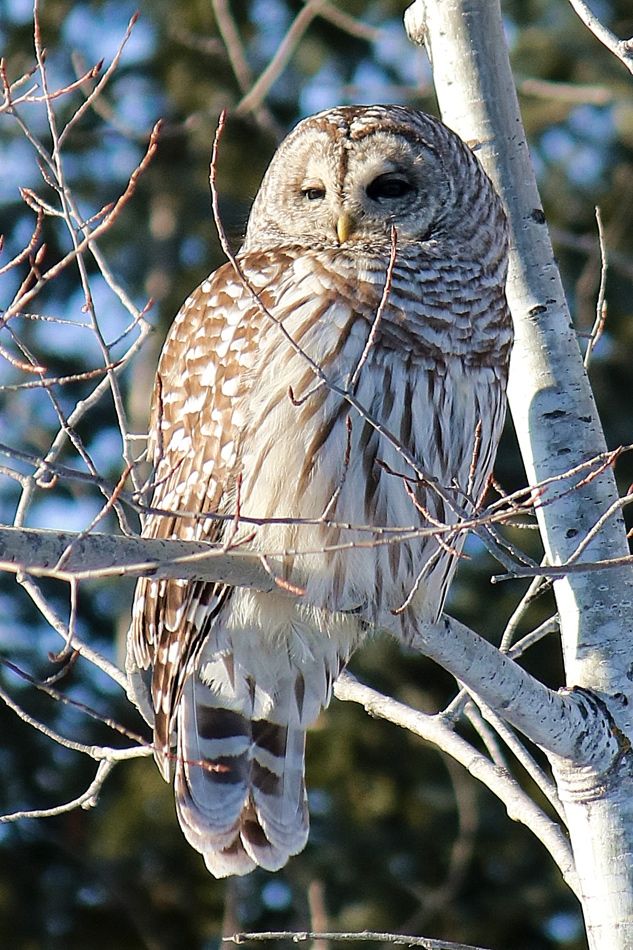 National Owl awareness day! A Barred Owl Sits in a tree on a snowy day. Taken at Sax Zim Bog