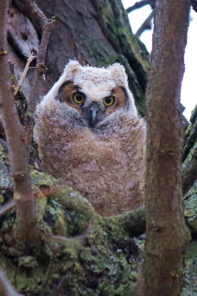 Great Horned Owlet - Description in alt text

National Owl awareness day!

A Great Horned Owlet is nestled in the crook of a tree, looking fuzzy and cute.
