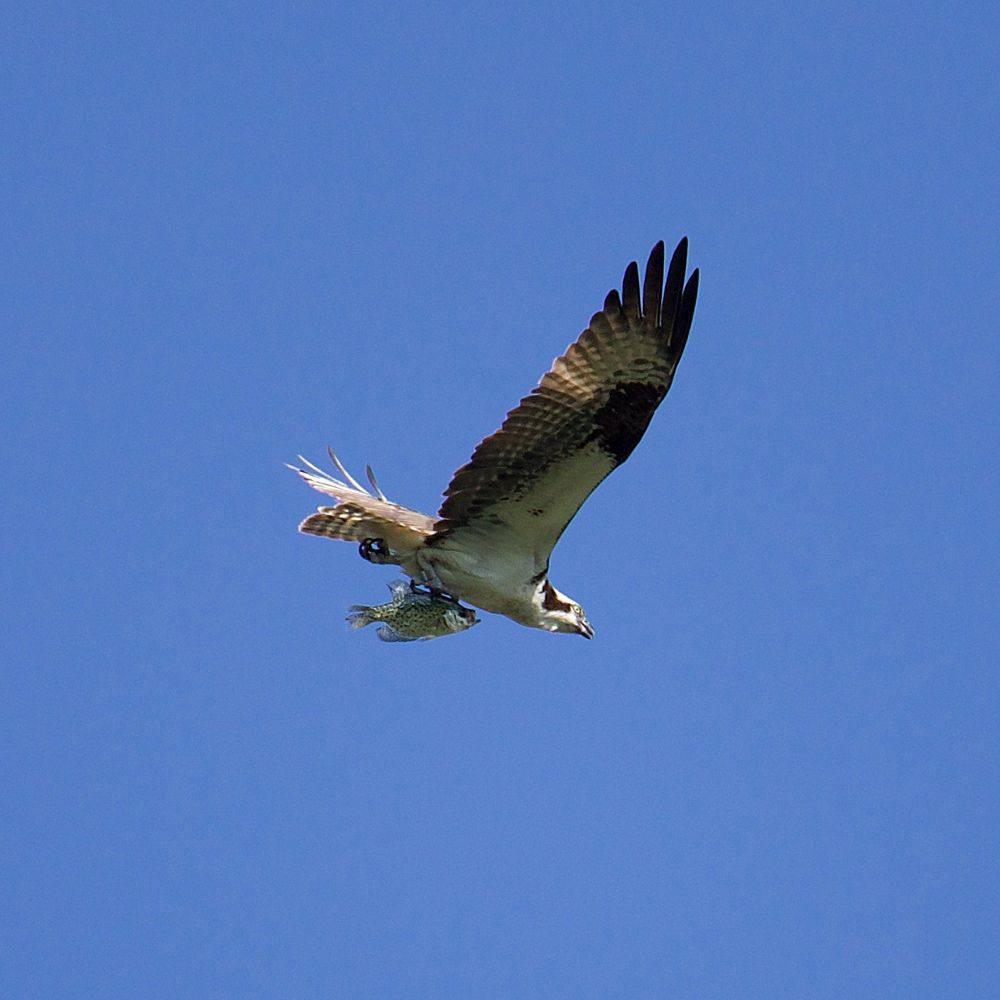 An Osprey flies in a bright blue sky, holding a large Sunfish or Crappie. The Osprey is a large bird of prey, that mostly eats fish. It is mostly white, with black on the wings and a black mask.