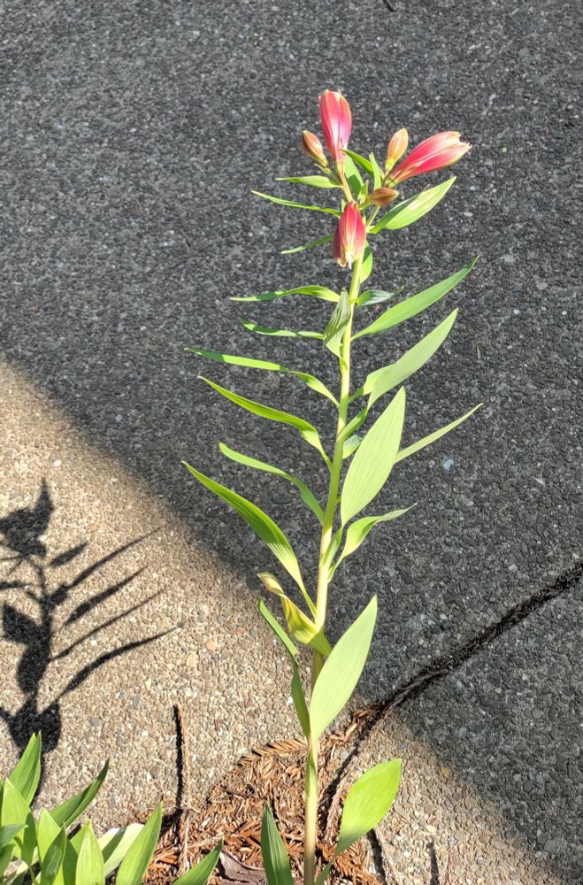 Stalk of a lily plant with lance shaped leaves stretches out over concrete from a dirt planter corner covered with duff. Long dark pink and white buds extend from it's tip. Casting a shadow down onto the sunny part of the concrete. Shade forms a hard line between dark and light concrete, lighting a triangle of the photo from bottom right corner to middle left, leaving the lily stalk untouched by darkness 