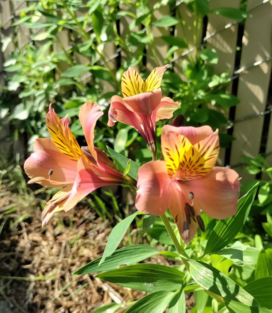 A trio of Peruvian Lilies growing along the inside of the chain link and privacy slat fence around my pool area. Absolutely gorgeous, showy blooms with pink outer petals and two smaller pink tipped yellow petals with little diagonal dark brownish red dashes pointing the way to the nectar for the pollinators. Duff covered dirt along the borders of the cement pool deck visible underneath the lance shaped green leaves and colorful flowers