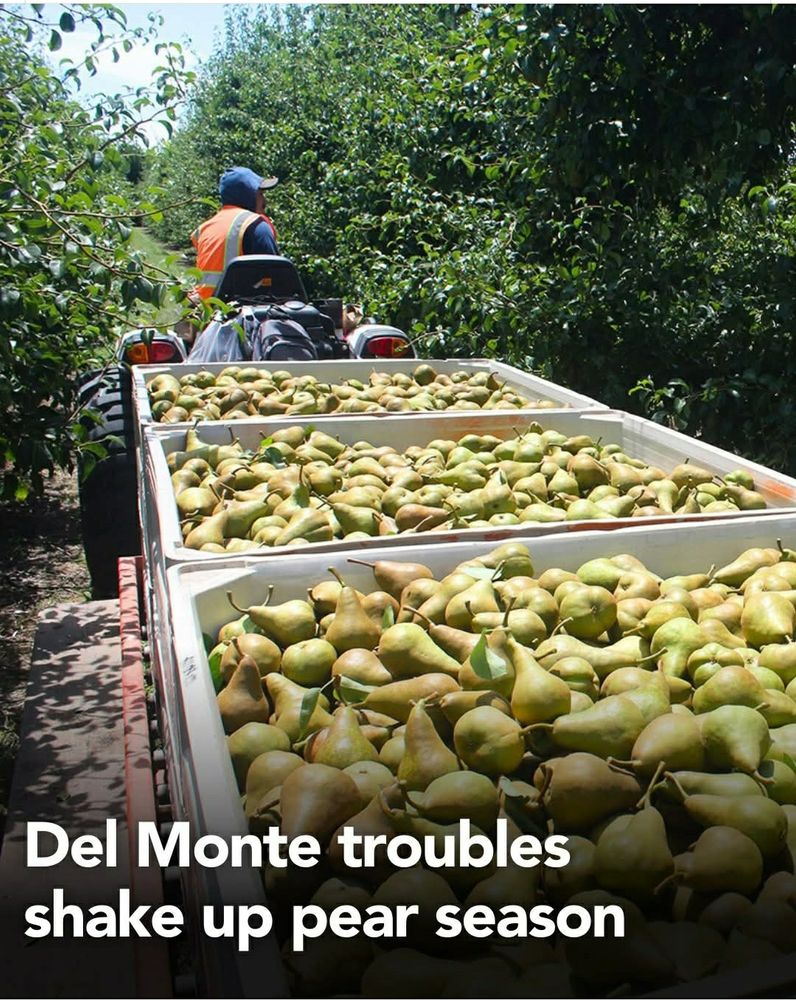 Screenshot of picture from Facebook post by California Farm Bureau. Worker on tractor is hauling bins full of green pears through an orchard. Text at bottom reads: Del Monte troubles shake up pear season