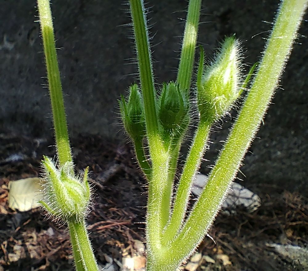 Several buds forming on a small yellow summer squash plant. Dappled sunlight shines through the tall trees above, illuminating the tiny hairs on the stalks and buds. We can also see duff covered dirt and a cement wall in the background 