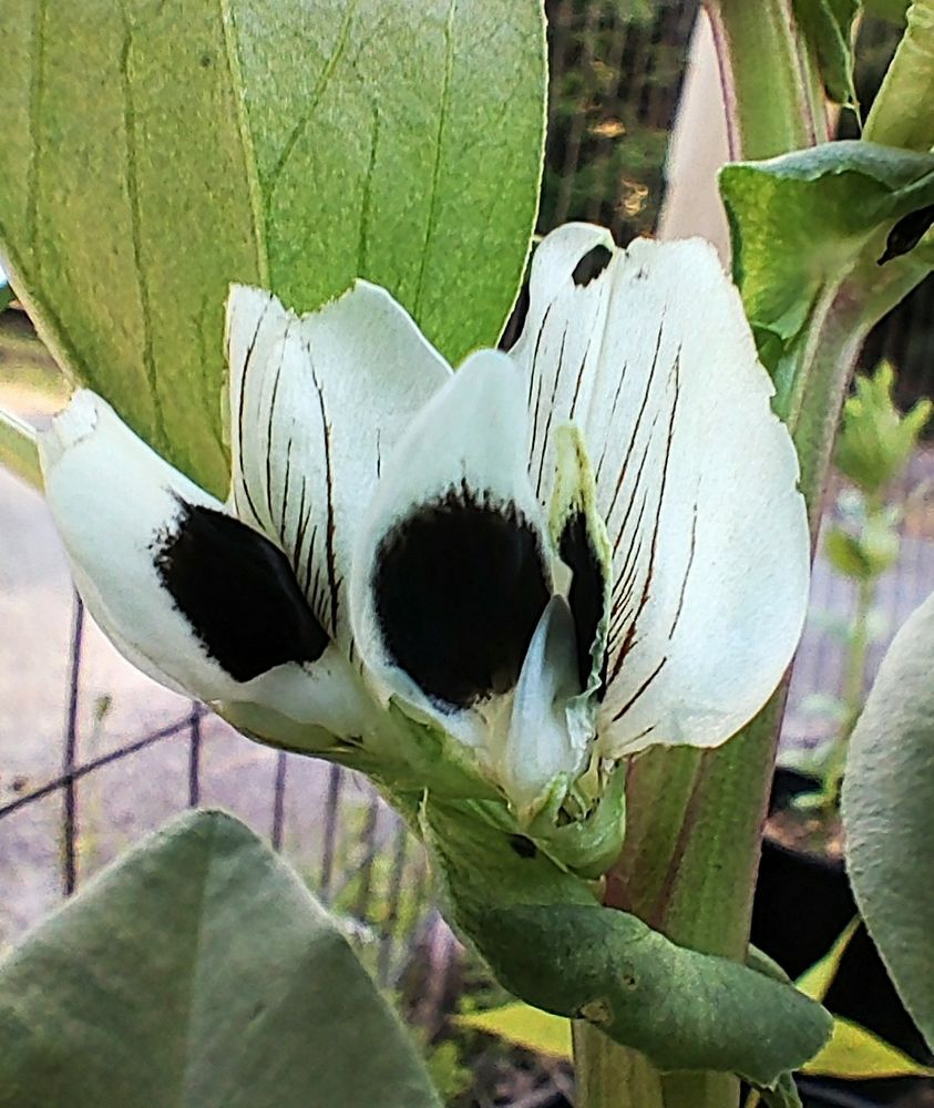 Close-up of blossoms on a fava bean plant. White petals, some with large round black smudges, some with thin black lines. The plant has large green oval shaped leaves. We can see a metal grid fence in the background and a neighboring black cloth grow bag with a green plant growing out of it.