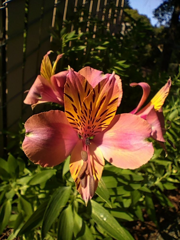 Close up picture of a trio of Peruvian Lilies, focused on one that is fully open and facing the camera. Hues of pink and yellow blending together beautiful, plus deep reddish brown markings on the inner petals pointing inward like arrows for pollinators. Background consists of green linear leaves of the plant, a fence, blue sky, and part of a tall tree