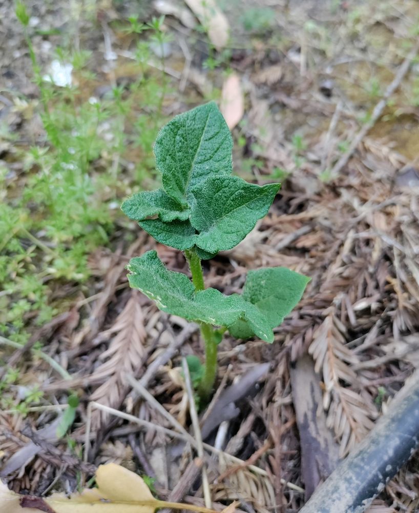 Green plant start with velvety looking ovate shaped leaves growing up from duff and twig covered dirt. We can also see some lighter green plants growing in the background, a broken portion of a fallen yellow leaf at bottom left, and a bit of black plastic tube across the bottom right corner
