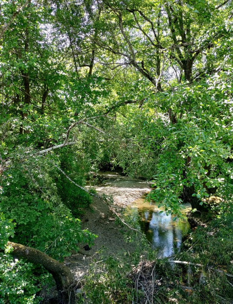 Picture of a small clearing and flowing water surrounded by greenery, taken from an overpass on the sidewalk along Main St Willits, CA 
