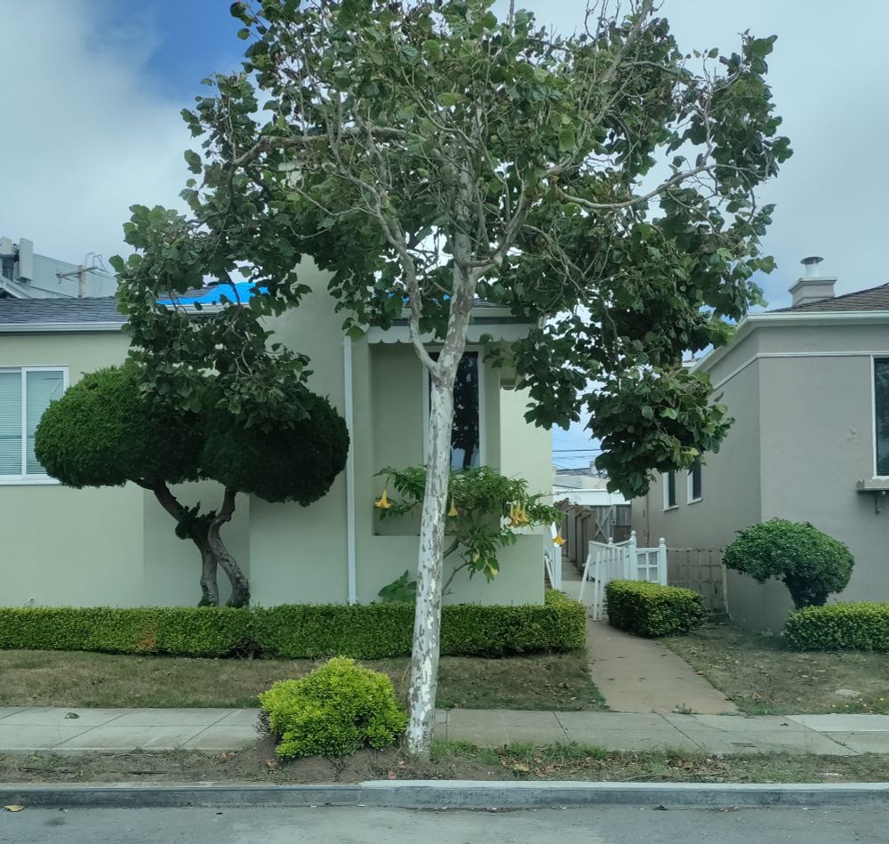 A picture taken from the passenger seat of a car stopped at a light in San Francisco, California. At bottom, we see a shred of road and a curb. Growing up from the dirt between the curb and the sidewalk is a smallish tree with a small, yellowish green bush next to it on our left. Behind that, we can see parts of two modest homes with small, neatly trimmed lawns and manicured shrubs. The real star of the shot is hiding at dead center in front of the pale green house on our left, obscured by aforementioned tree by the road. A quick zoom reveals gorgeous yellow Angel's Trumpet blooms. To our right of the Brugmansia plant is a walkway between the homes. The sky above is mostly a smooth light gray/white mass of clouds, with just a peek at the blue sky beyond at top left