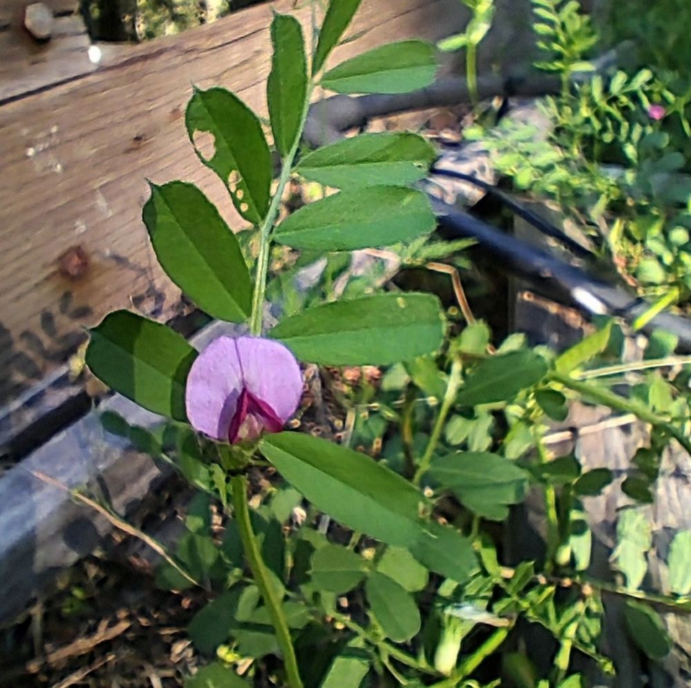 A pretty pink/purple pea-like flower has blossomed along lance shaped green leaves alternating on a green stalk that reaches for the sky. In the background we can see the wooden board border of the planter, some black plastic hosing, and more Common Vetch with another tiny flower