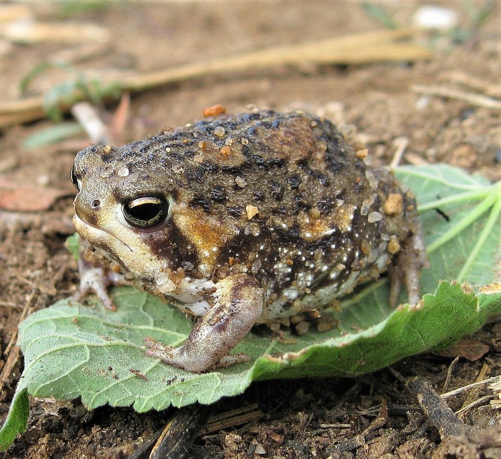 Breviceps adspersus - our main inspiration