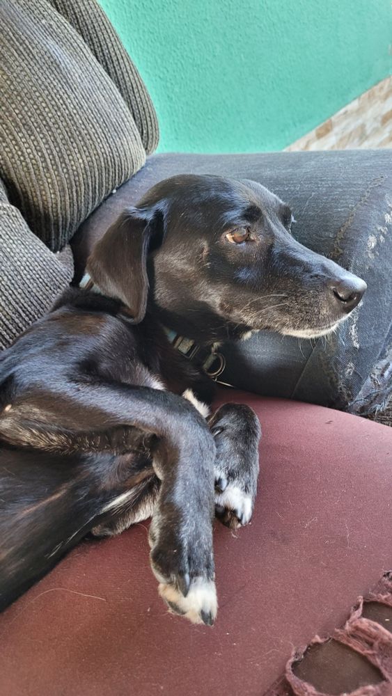 Cachorro preto com orelhas caídas e com pelos grisalhos perto do focinho. Ele está deitado de lado num sofá e mostra as patas dobradas.