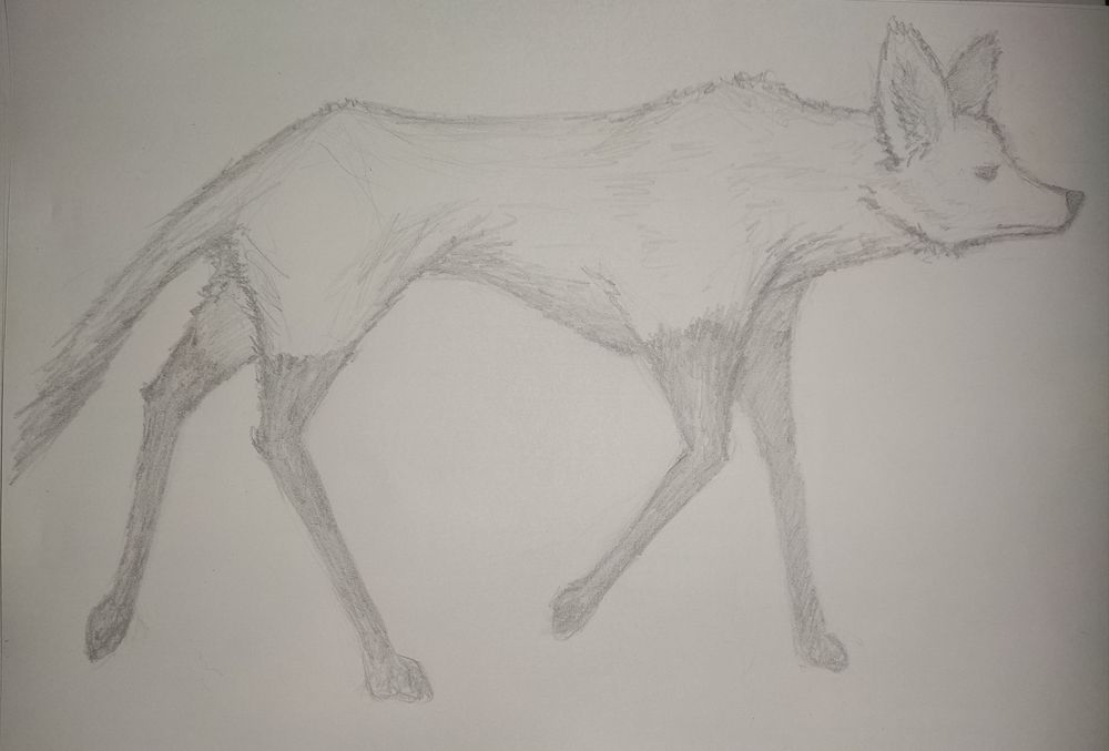 Lobo-guará desenhado a lápis, com traços bem fracos. O magro animal foi ilustrado de perfil e ostenta patas compridas e escuras, contrastando com o restante mais claro do pelo.
