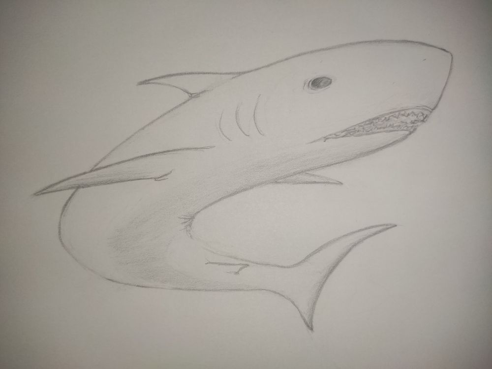 Tubarão com o corpo curvado com a boca um pouco aberta.