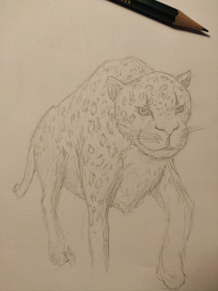 Onça-pintada desenhada a lápis. O desenho sugere o animal estar se aproximando, com a dianteira do corpo mais na frente, destacando seu rosto. O desenho tem um traço mais sutil, mostrando a expressão feroz e selvagem do animal no contorno dos olhos. Há uma gradação no tamanho das manchas perto do focinho e as patas apenas sugerem seus formatos.