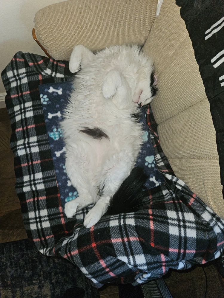 White cat with black spots, sleeping belly up on a plaid blanket.