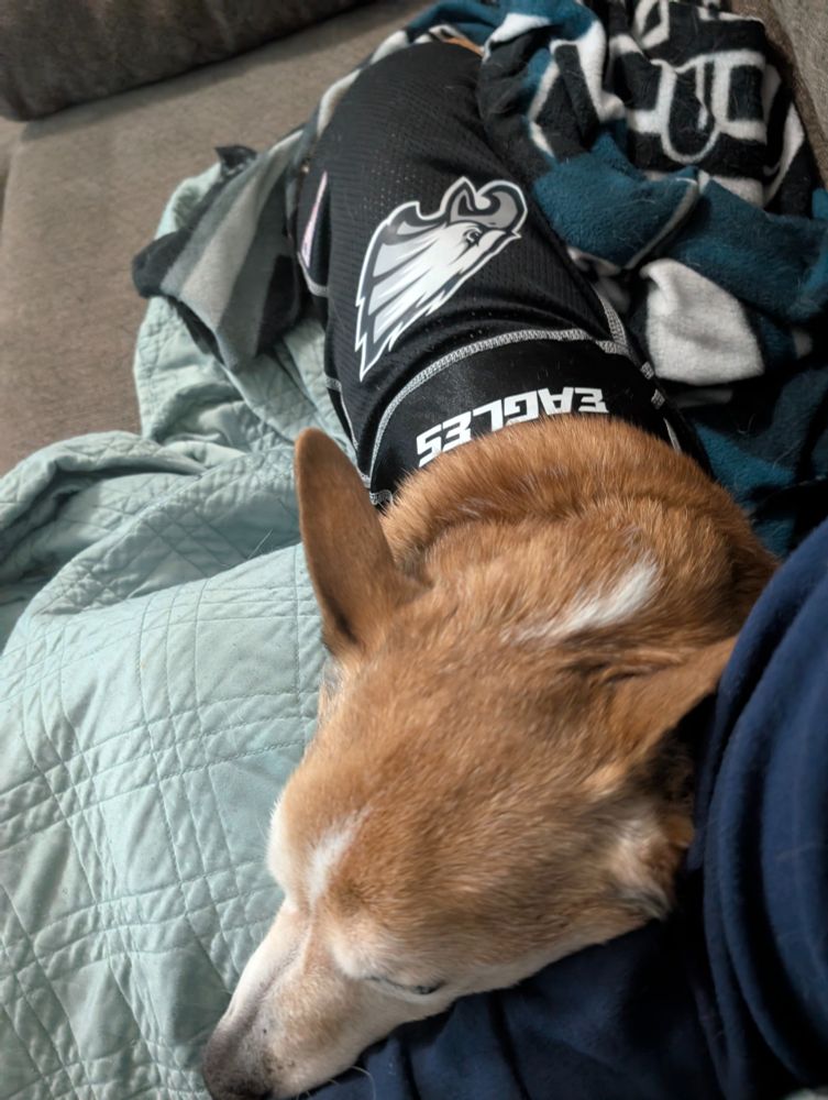 Swoop (a corgi dog) in an Philadelphia Eagles jersey.