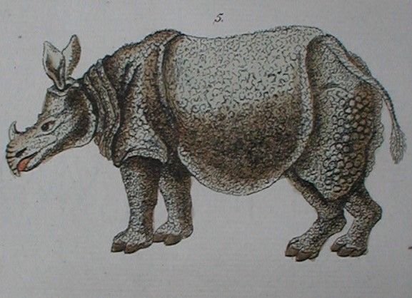A printed and hand coloured illustration of a rhino