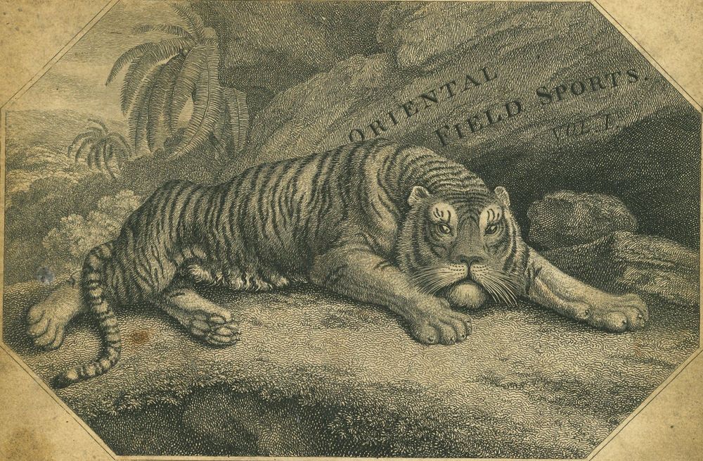 An uncoloured illustration, somewhat naïve, of a tiger lying down by a rockface flanked by trees with 'ORIENTAL FIELD SPORTS' seemingly painted or carved into the stone.  The tiger has magnificent whiskers.