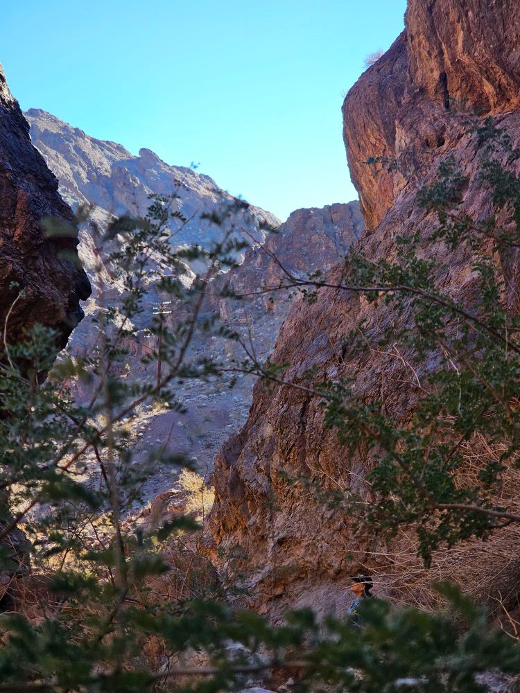 Woman staring into the distance outside in a canyon surrounded by desert foliage 
