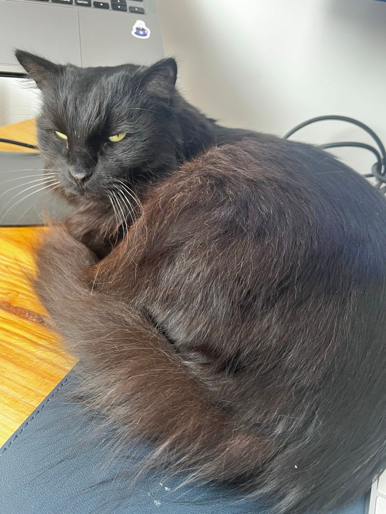 Chat noir en boule qui juge par le regard 