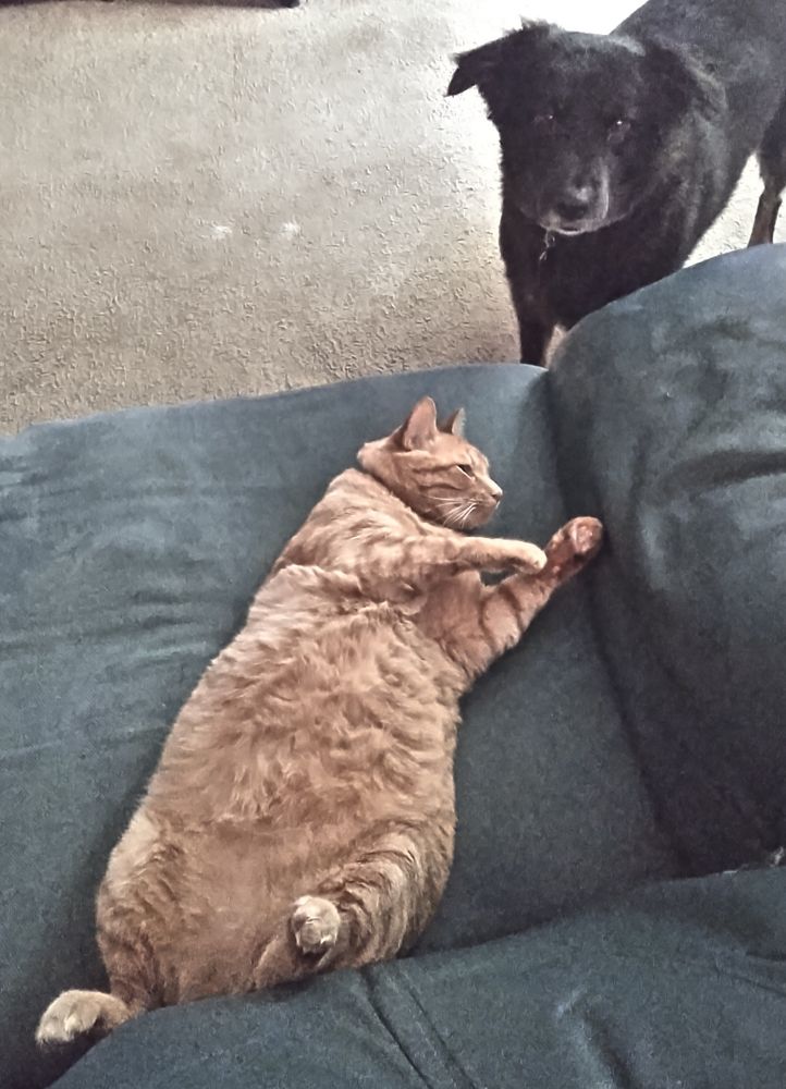 Orange cat, big gut, being observed by a black dog 