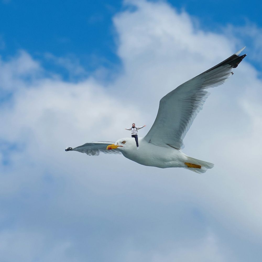 George riding on a seagull excited for Brighton. 
