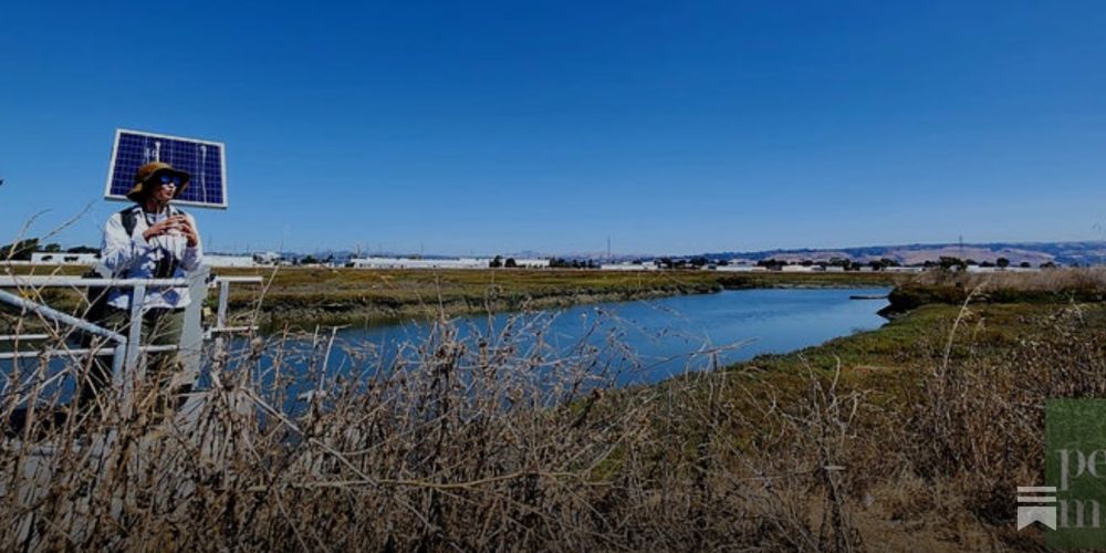 Restoring Golden State Salt Ponds to Marshes