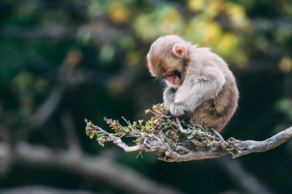 The Fascinating Truth of the Monkey Selfie