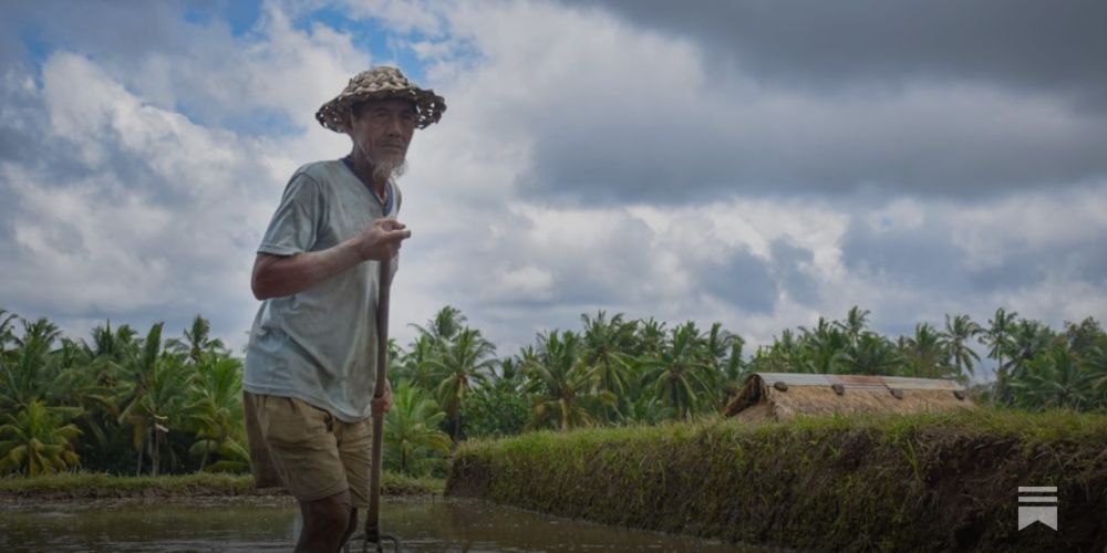 Wet Rice Cultivation in Rewetted Peatlands