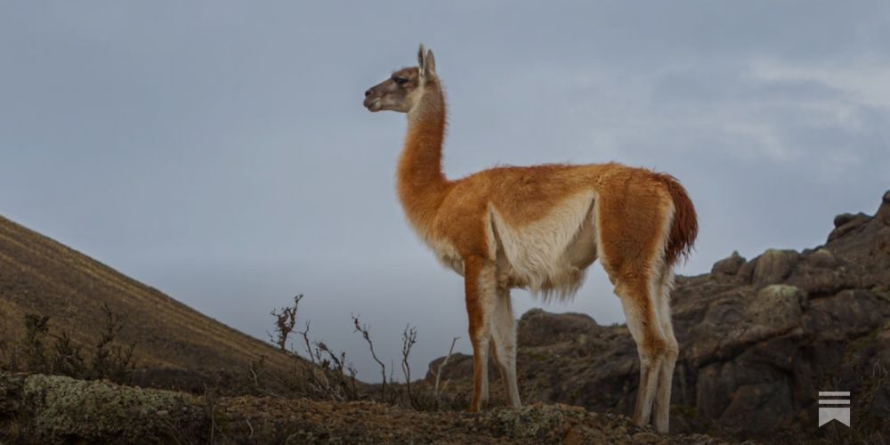 Contrasting Effects of Wetland Rewilding