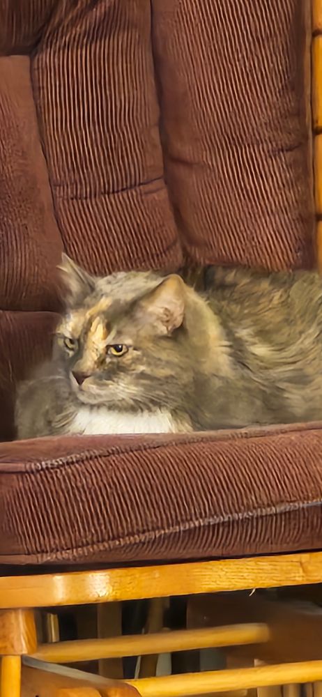 A photo of a dilute tabby loafing on a glider chair