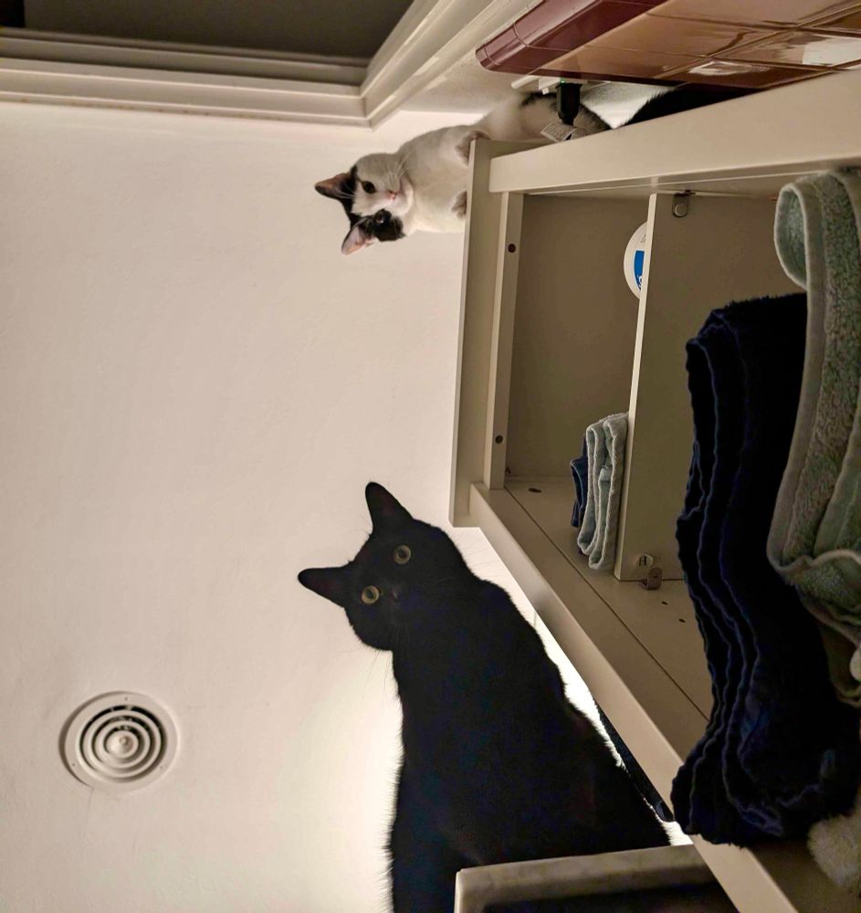 A photo of two cats staring down at the camera. There’s a black at sitting on a counter, closest to the camera. The second cat is black and white and is sitting on a tall shelf with towels. 