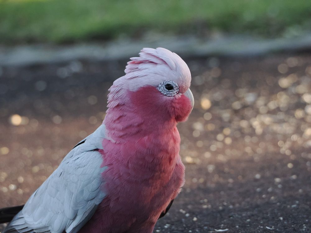 Photo of a male Galah/ Rose-breasted Cockatoo. (Males have dark eyes)

Image shows half a pink cockatoo looking into the camera from a side profile angle, with a blurred background