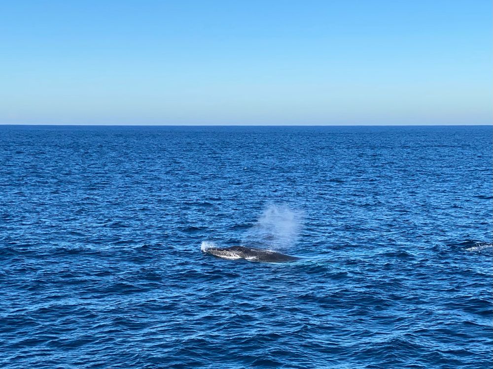 A humpback whale surfacing to blow