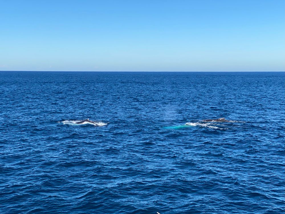 Three humpbacks partly surfacing