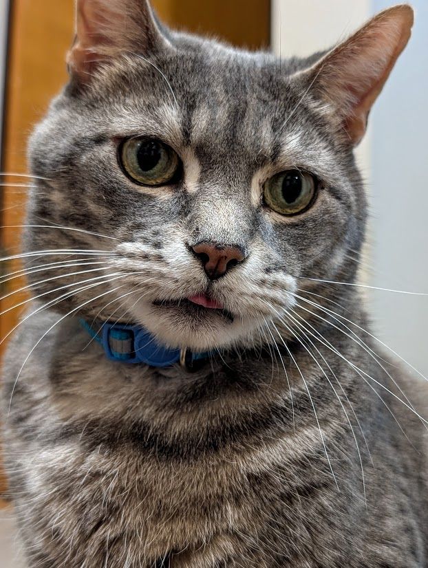 A close-up of a gray tabby cat with green eyes, wearing a blue collar. The cat's tongue is slightly sticking out.