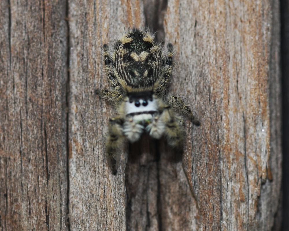 Photo of jumping spider looking at the camera 