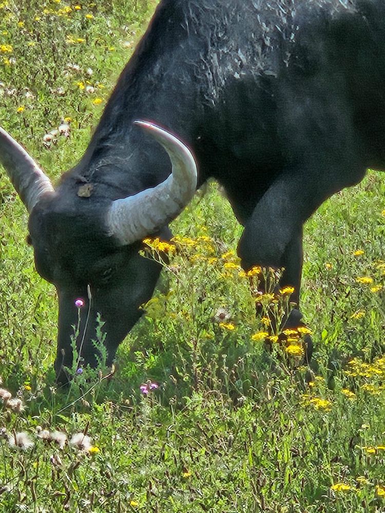 A water buffalo grazing in the meadows at Kingfishers Bridge Nature Reserve. Photo by volunteer Andrea Fellowes.
