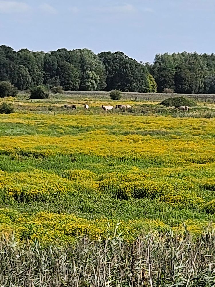 Konik ponies grazing in the distance with reeds and wildflowers in the foreground. Water meadows at Kingfishers Bridge Nature Reserve. Photo by volunteer Andrea Fellowes.