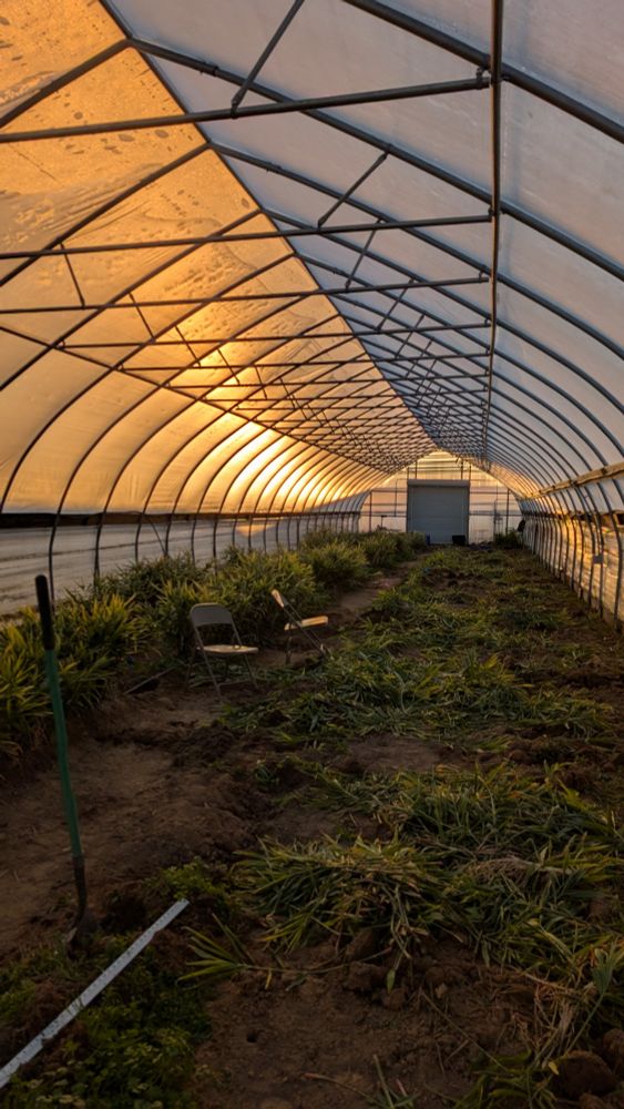 a high tunnel at dusk half filled with growing green plants