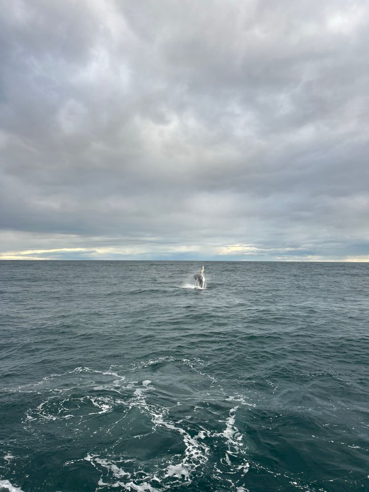 Sub adult whale breaching from water just outside of Sydney harbour 