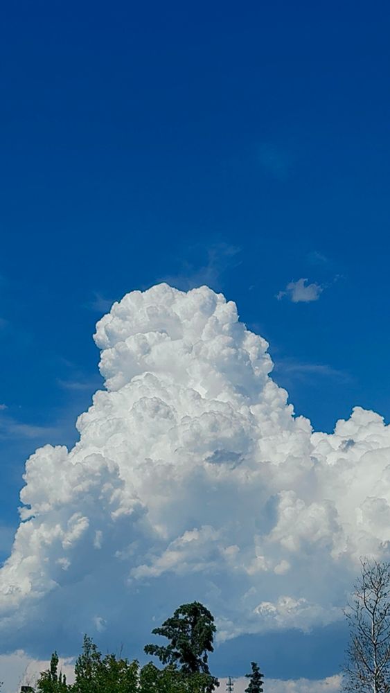 Huge fluffy towering cloud in a blue sky. Tops of the tree line being cut off at the bottom of photo 